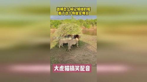 标记你的领地,我的领地概览之旅